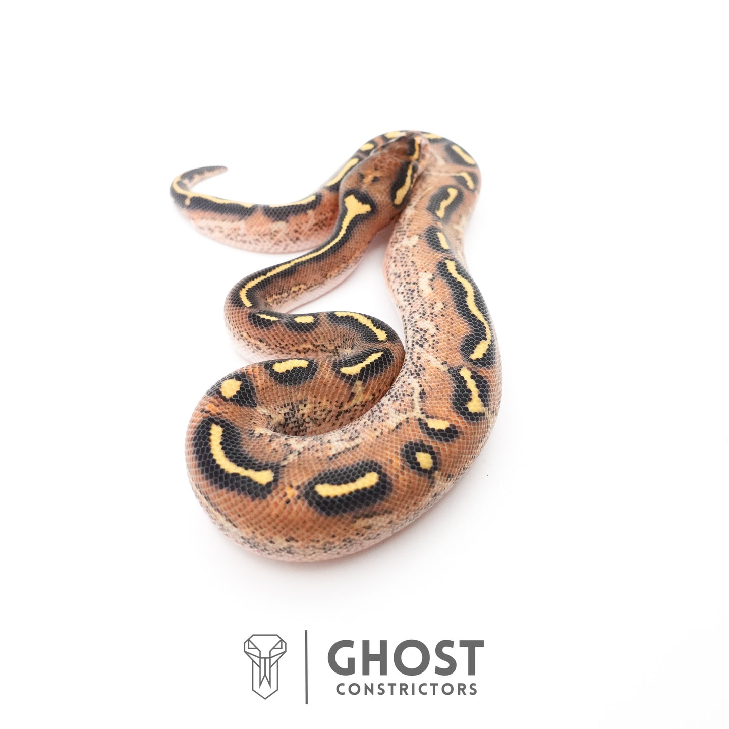 Black Head Asphalt Yellow Belly Ball Python