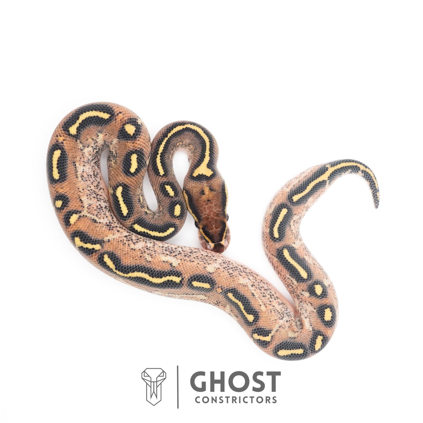 Black Head Asphalt Yellow Belly Ball Python