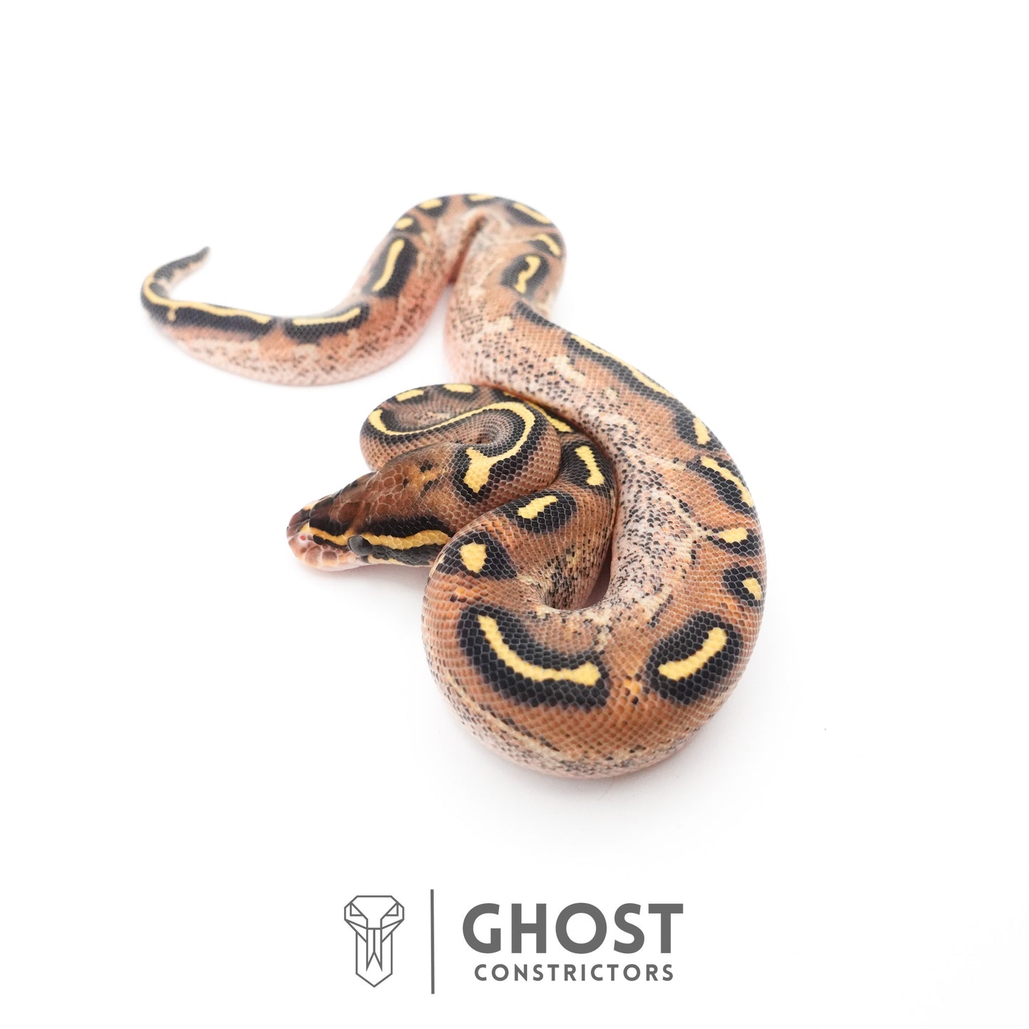 Black Head Asphalt Yellow Belly Ball Python