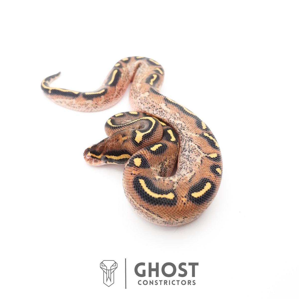 Black Head Asphalt Yellow Belly Ball Python — Male, 2026 hatch, captive-bred by Ghost Constrictors
