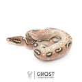 Asphalt Yellow Belly Ball Python — Female, 2026 hatch, captive-bred by Ghost Constrictors