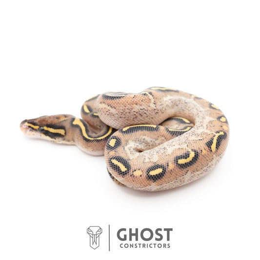 Asphalt Yellow Belly Ball Python