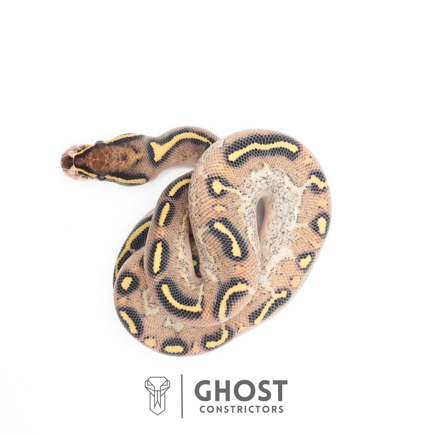 Asphalt Yellow Belly Ball Python