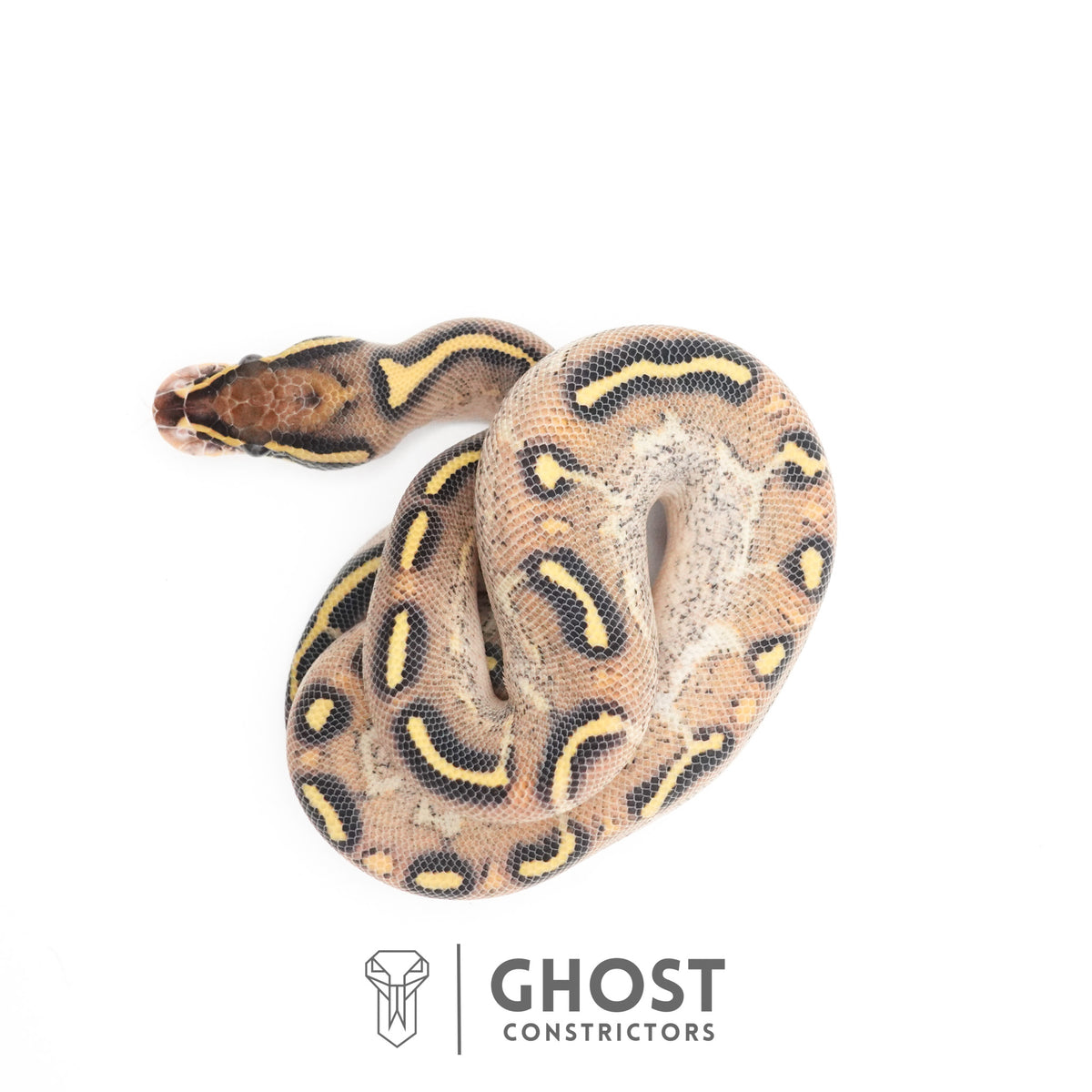 Asphalt Yellow Belly Ball Python — Female, 2026 hatch, captive-bred by Ghost Constrictors
