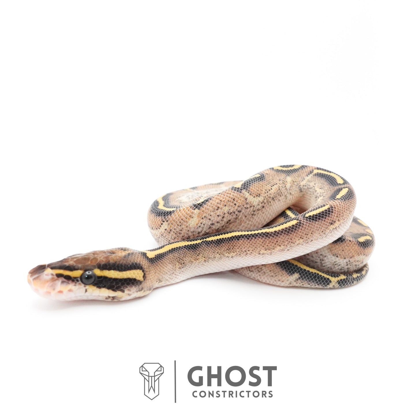 Asphalt Yellow Belly Ball Python
