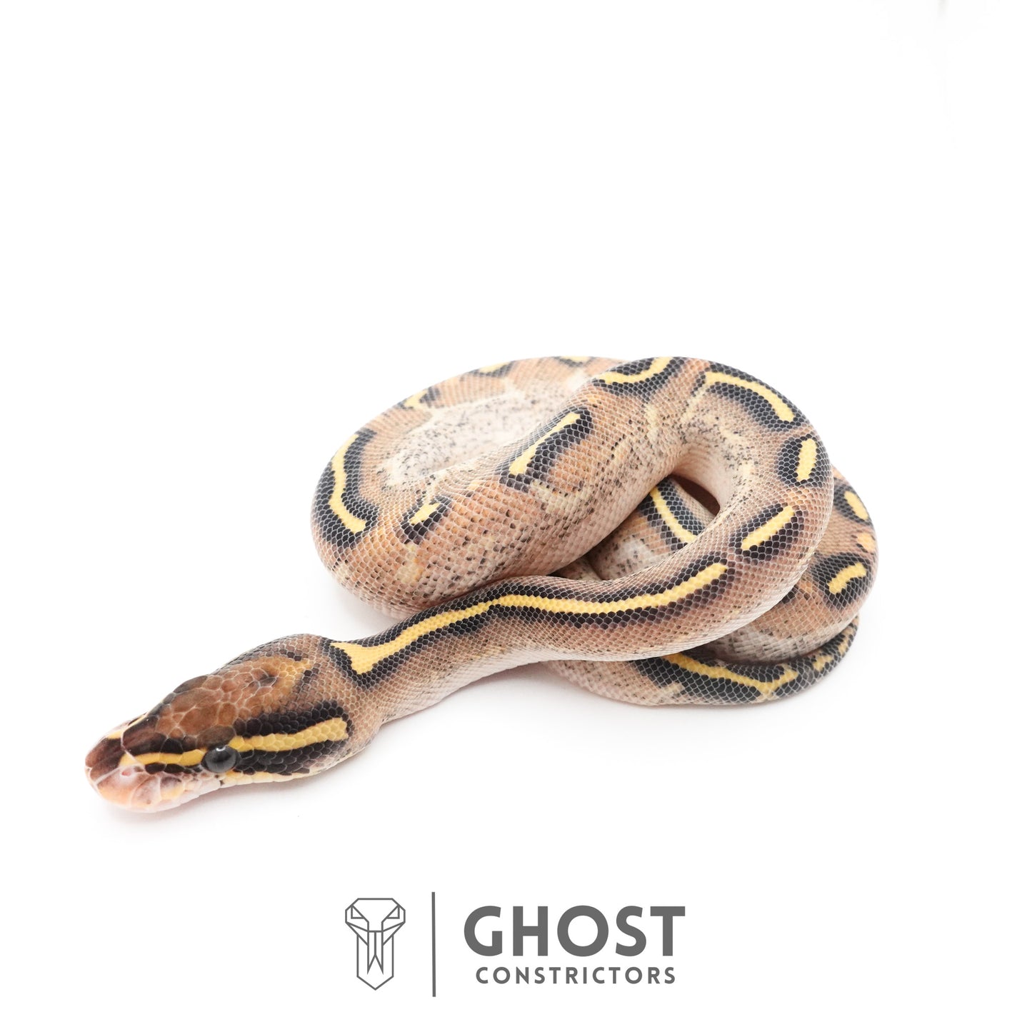 Asphalt Yellow Belly Ball Python