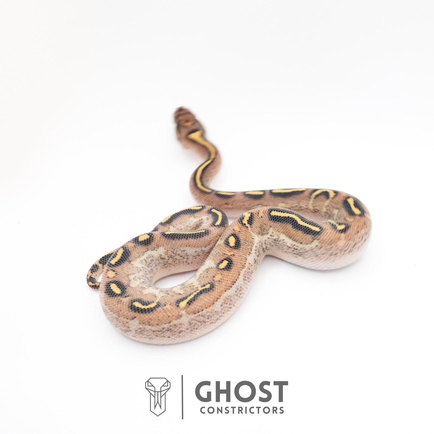 Asphalt Yellow Belly Ball Python