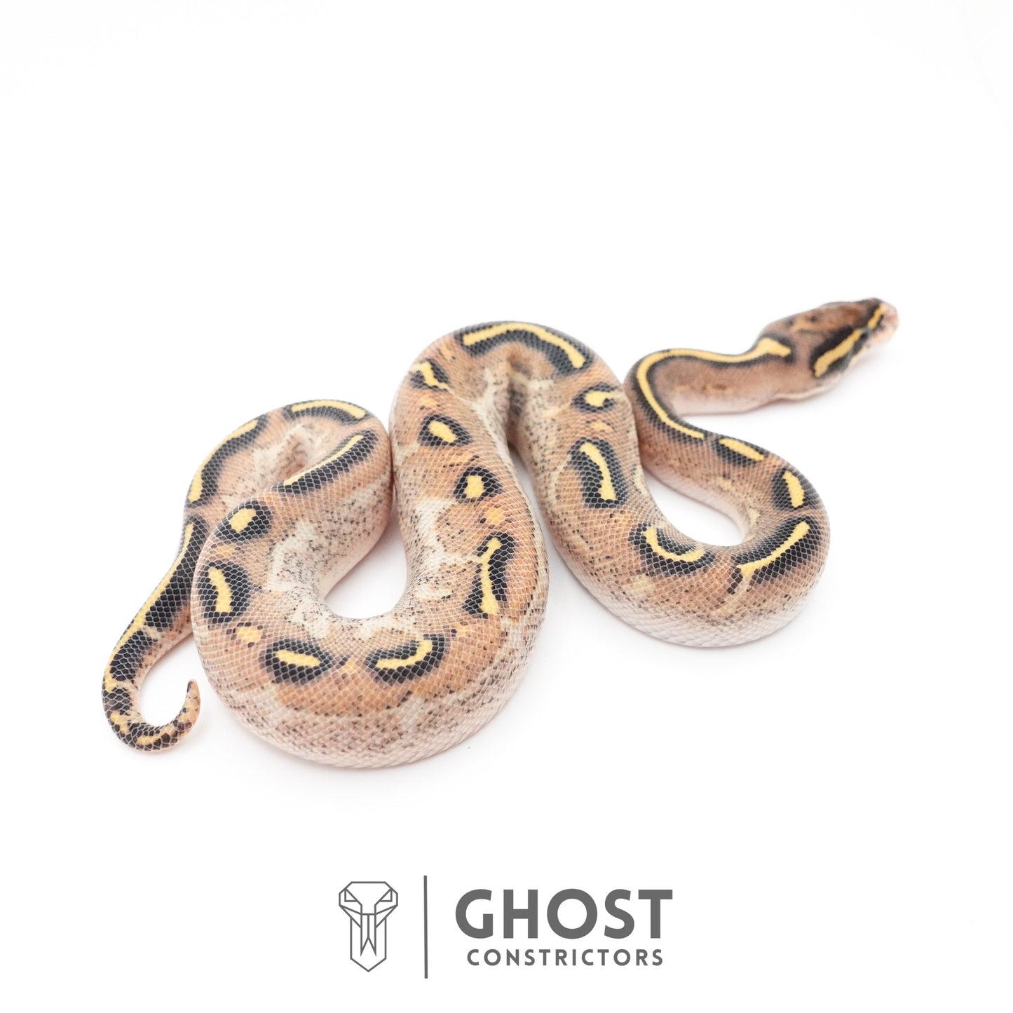 Asphalt Yellow Belly Ball Python