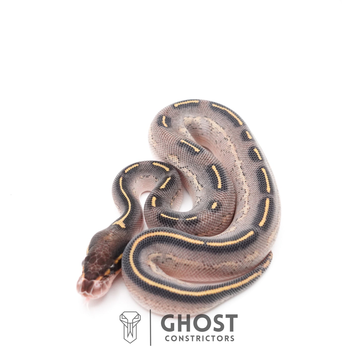 Black Head Asphalt Yellow Belly Ball Python