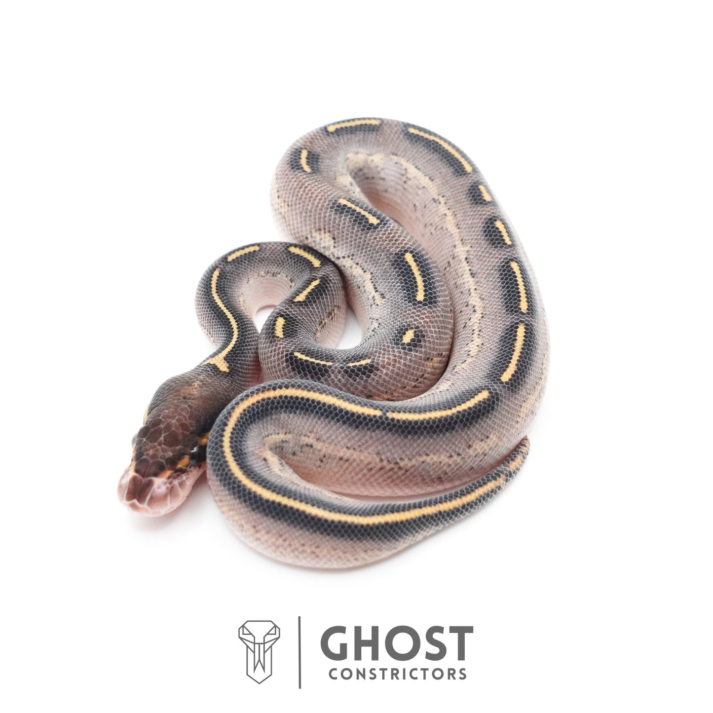 Black Head Asphalt Yellow Belly Ball Python