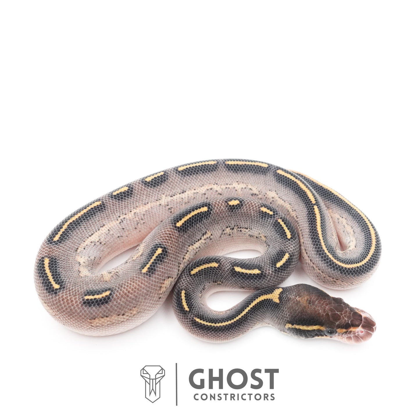 Black Head Asphalt Yellow Belly Ball Python