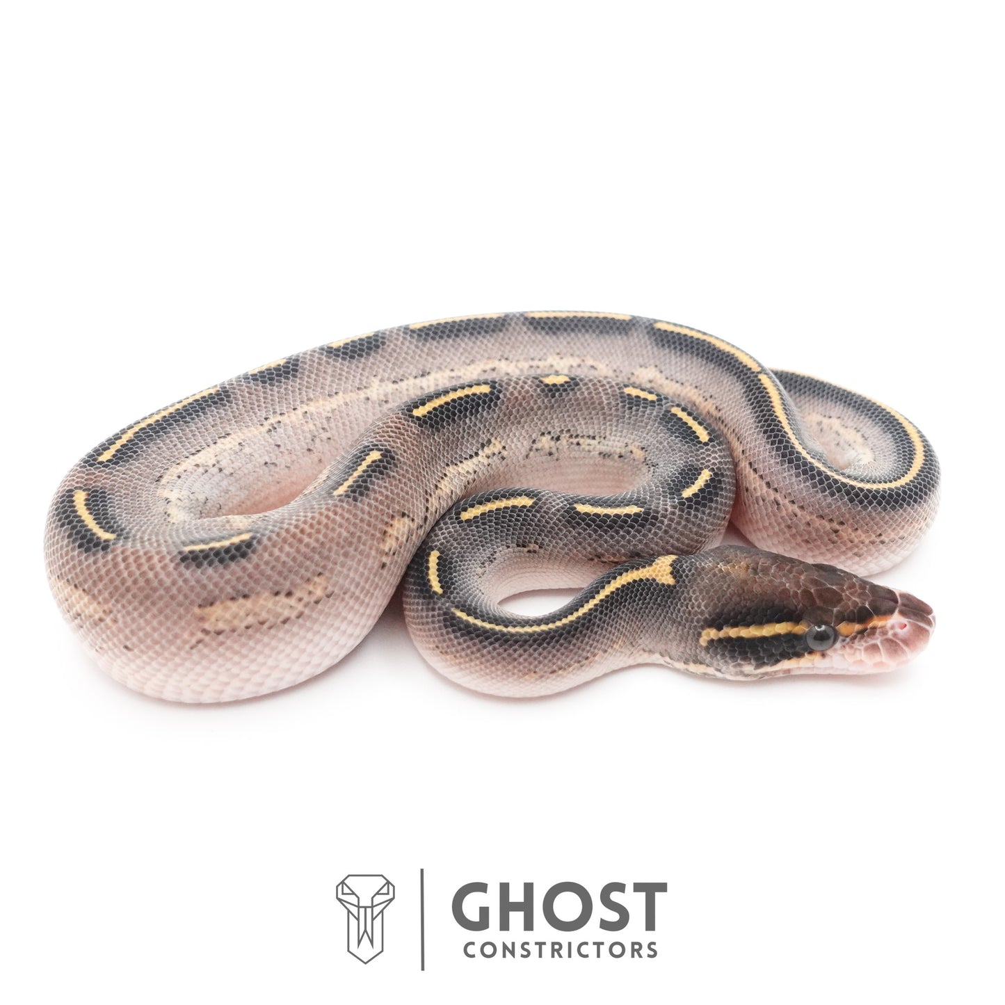 Black Head Asphalt Yellow Belly Ball Python