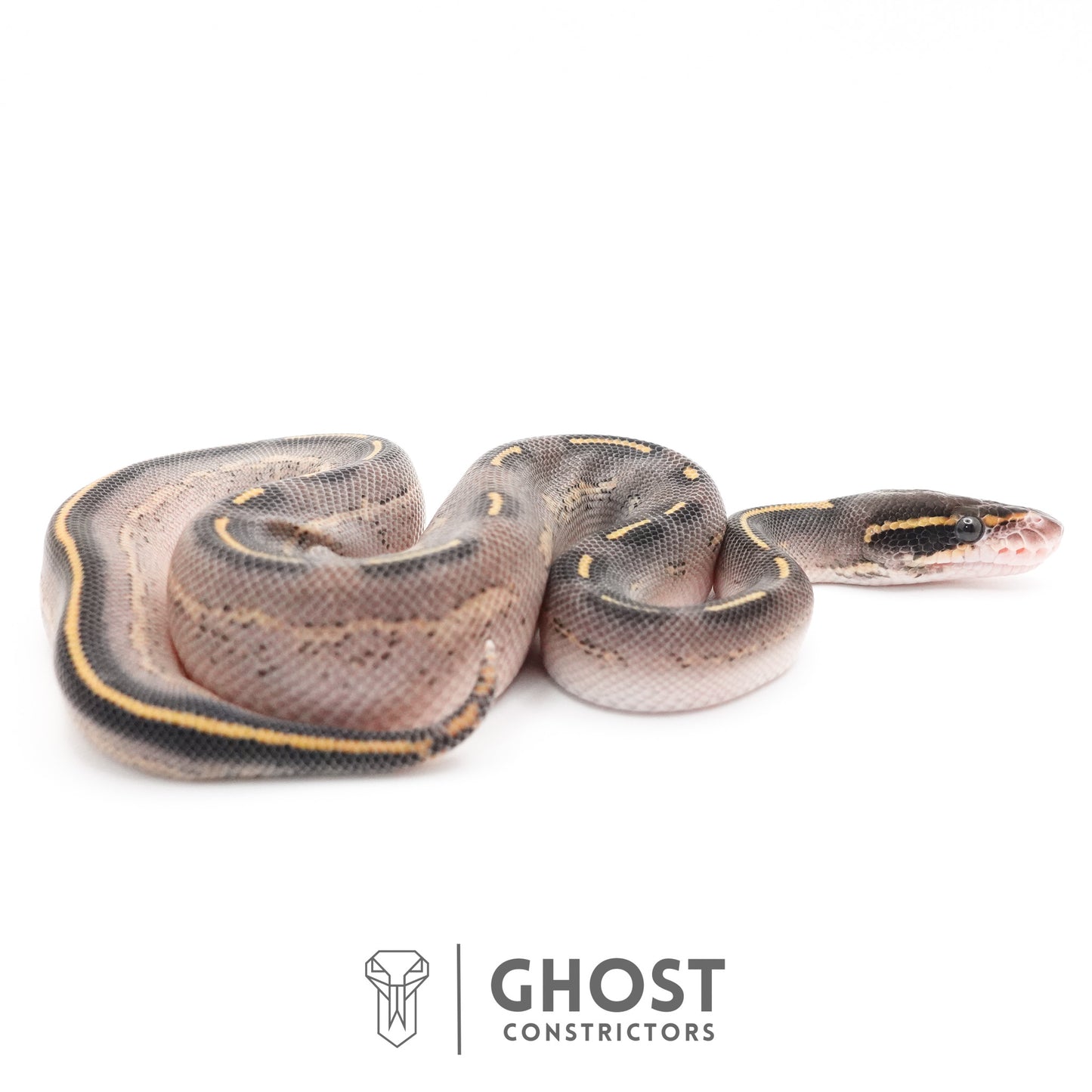 Black Head Asphalt Yellow Belly Ball Python