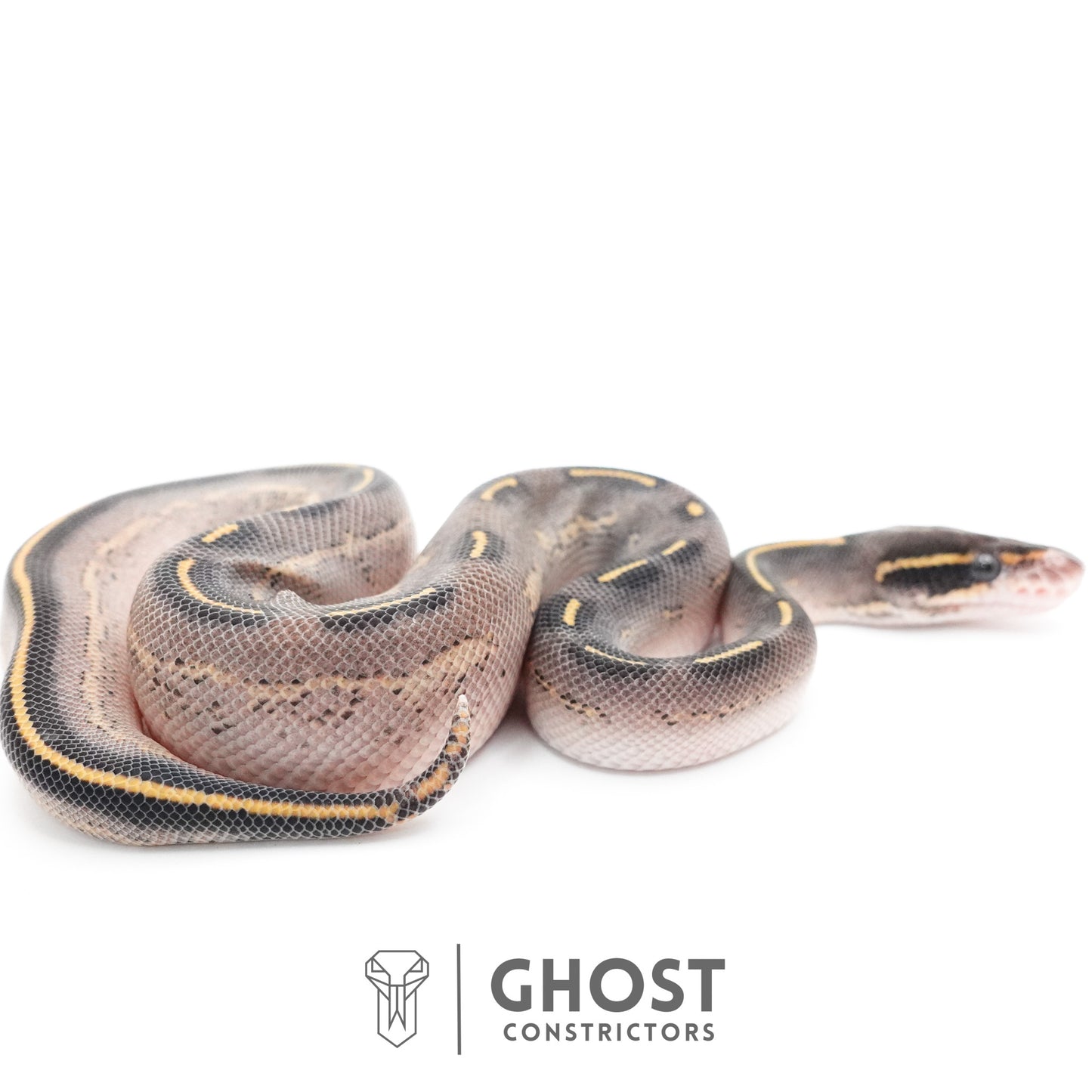 Black Head Asphalt Yellow Belly Ball Python