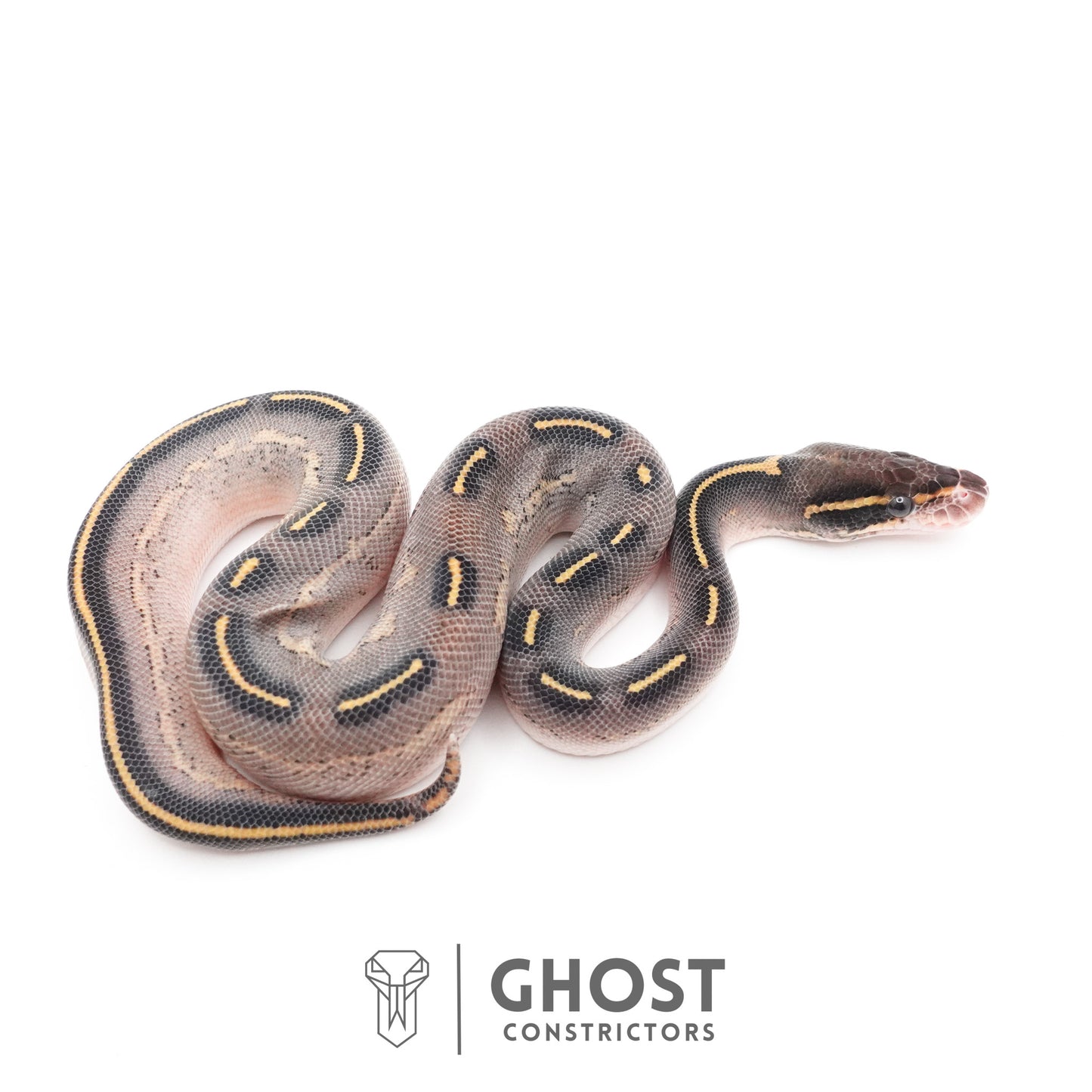 Black Head Asphalt Yellow Belly Ball Python