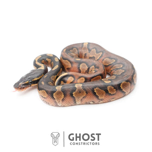 Black Head Enchi Asphalt or Yellow Belly Ball Python