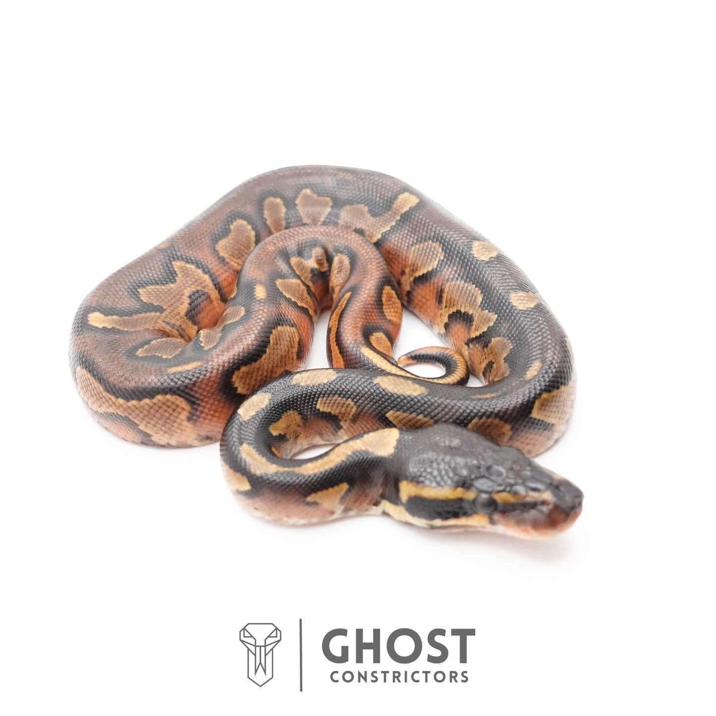 Black Head Enchi Asphalt or Yellow Belly Ball Python