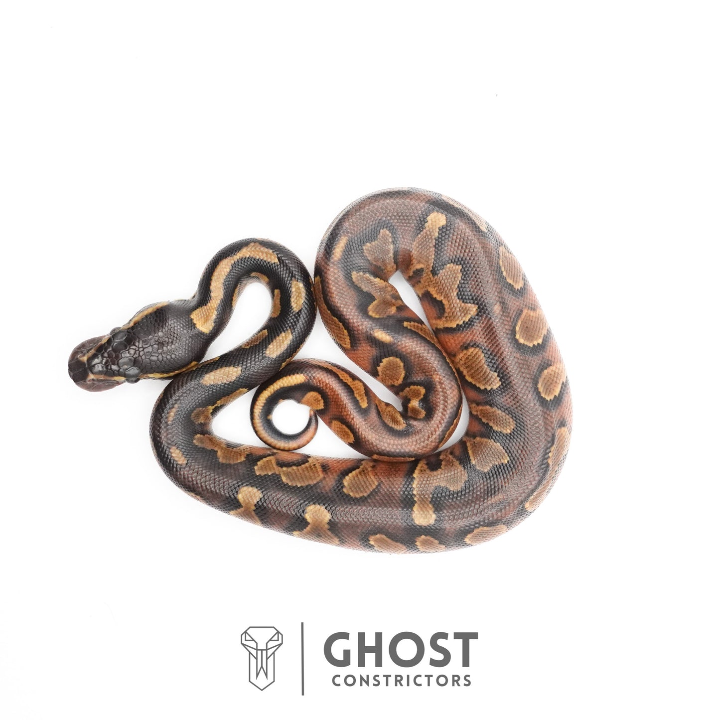Black Head Enchi Asphalt or Yellow Belly Ball Python