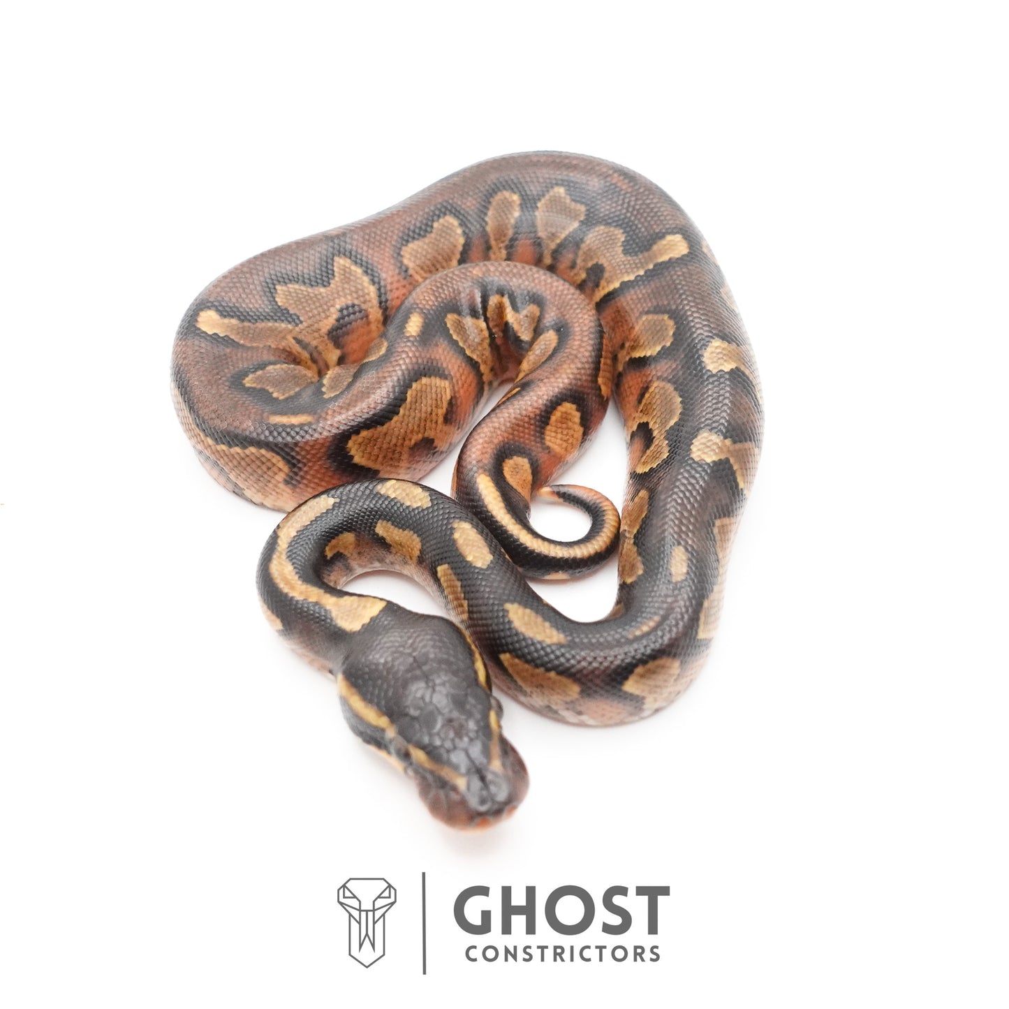 Black Head Enchi Asphalt or Yellow Belly Ball Python