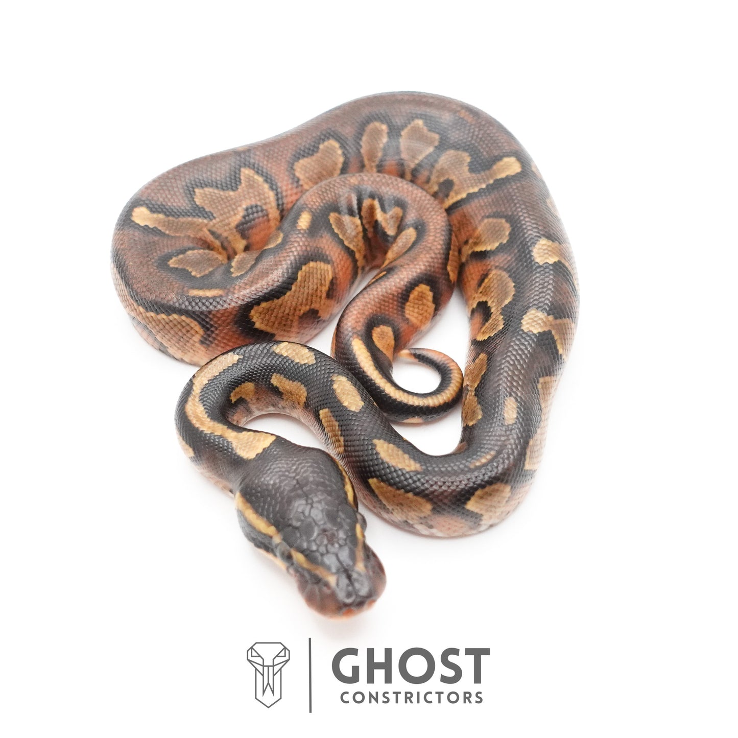 Black Head Enchi Asphalt or Yellow Belly Ball Python