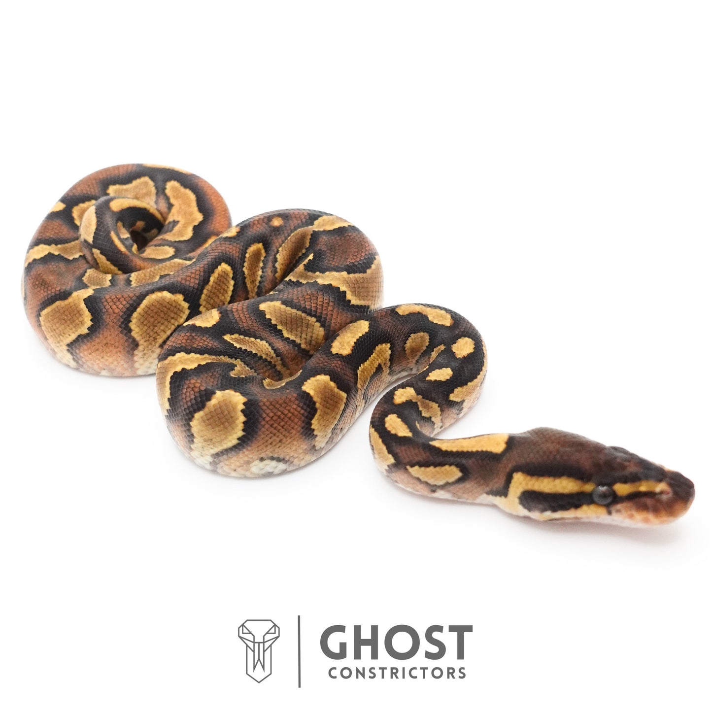 Black Head Enchi Asphalt or Yellow Belly Ball Python