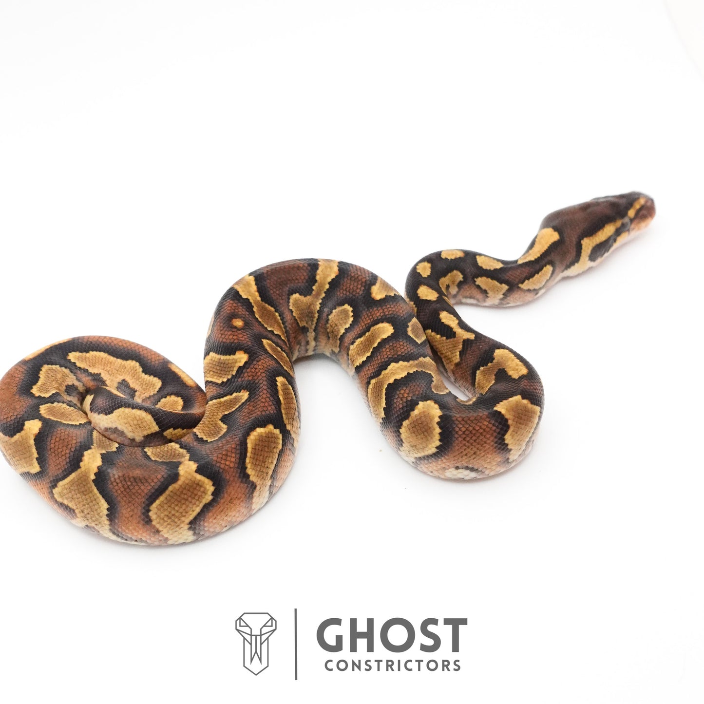 Black Head Enchi Asphalt or Yellow Belly Ball Python
