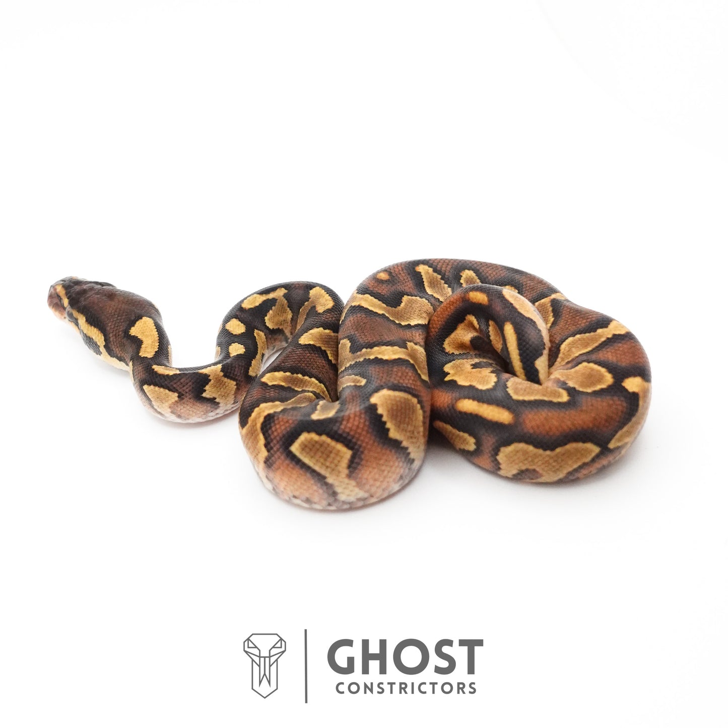 Black Head Enchi Asphalt or Yellow Belly Ball Python