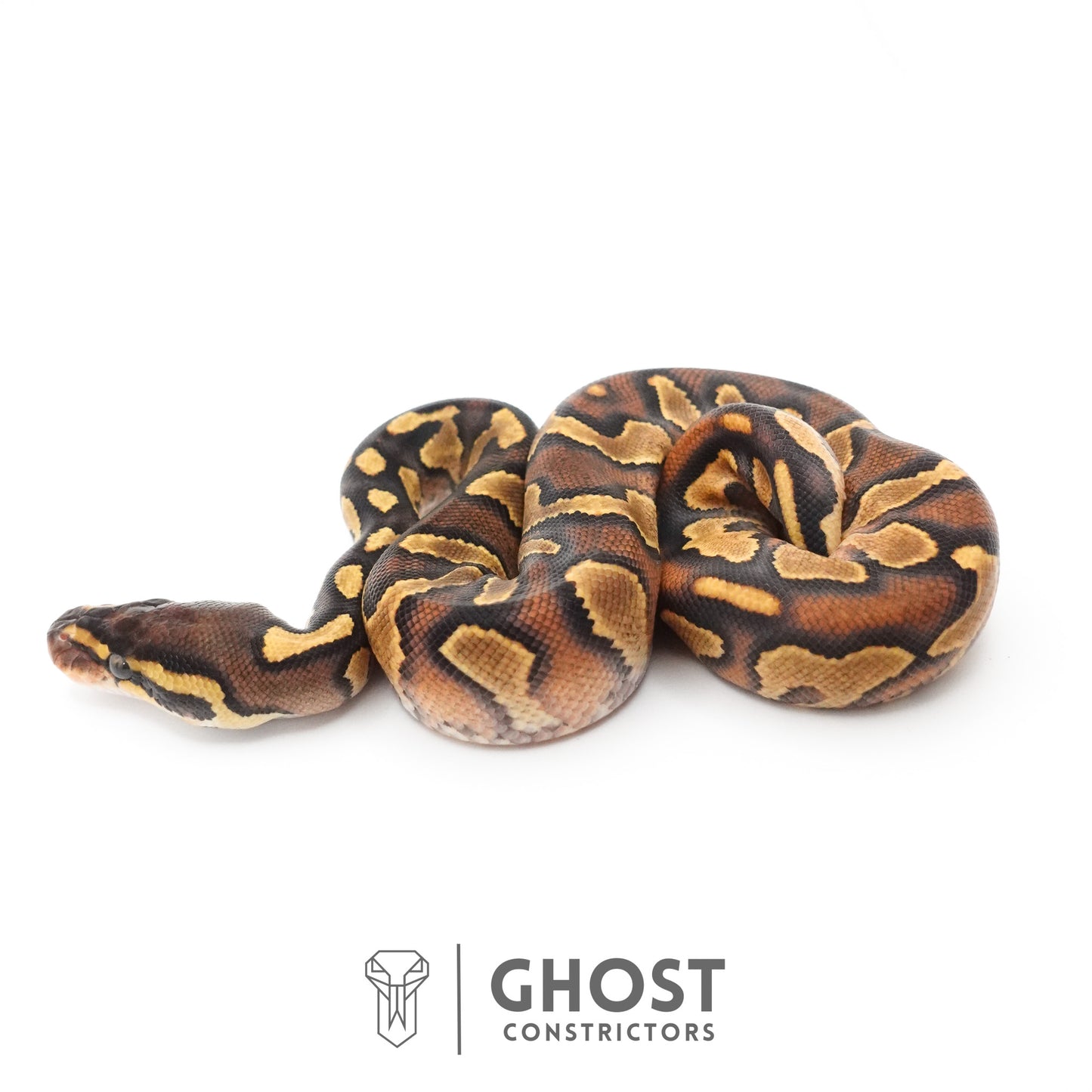 Black Head Enchi Asphalt or Yellow Belly Ball Python