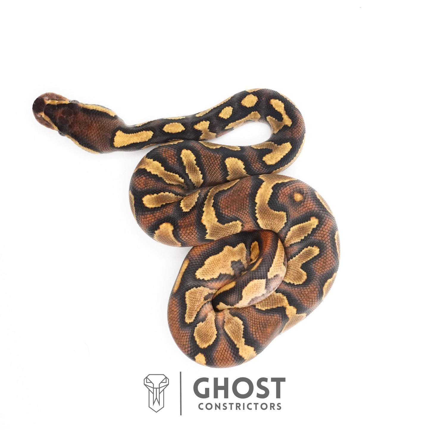 Black Head Enchi Asphalt or Yellow Belly Ball Python