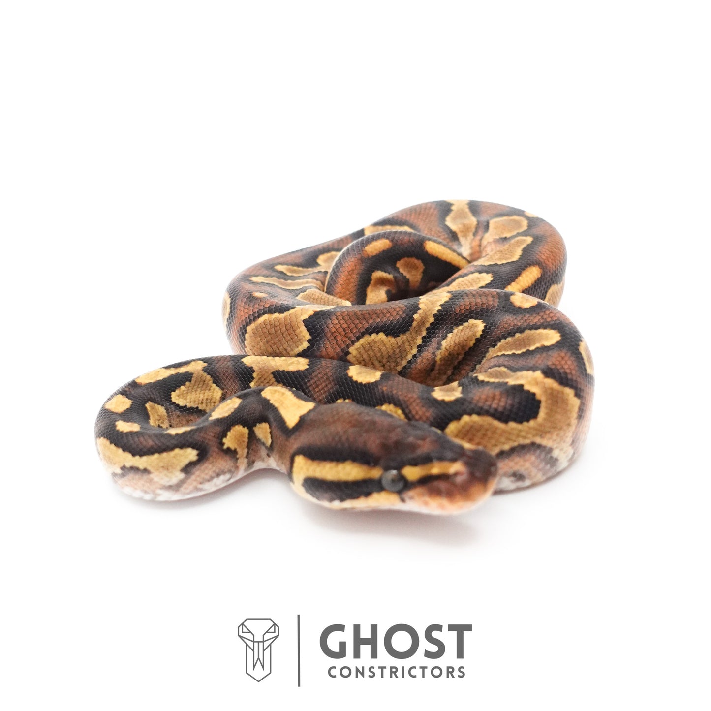 Black Head Enchi Asphalt or Yellow Belly Ball Python