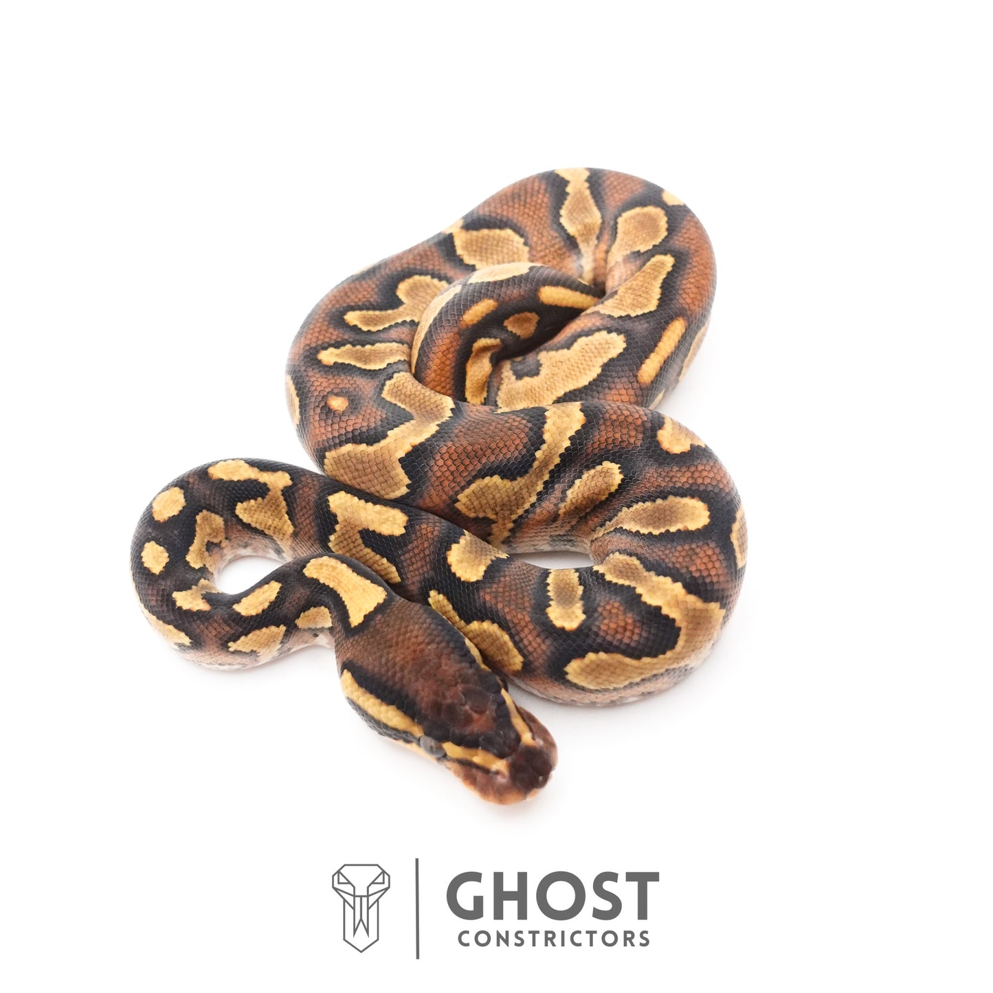 Black Head Enchi Asphalt or Yellow Belly Ball Python