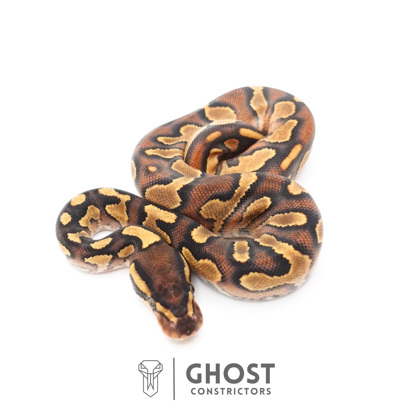 Black Head Enchi Asphalt or Yellow Belly Ball Python