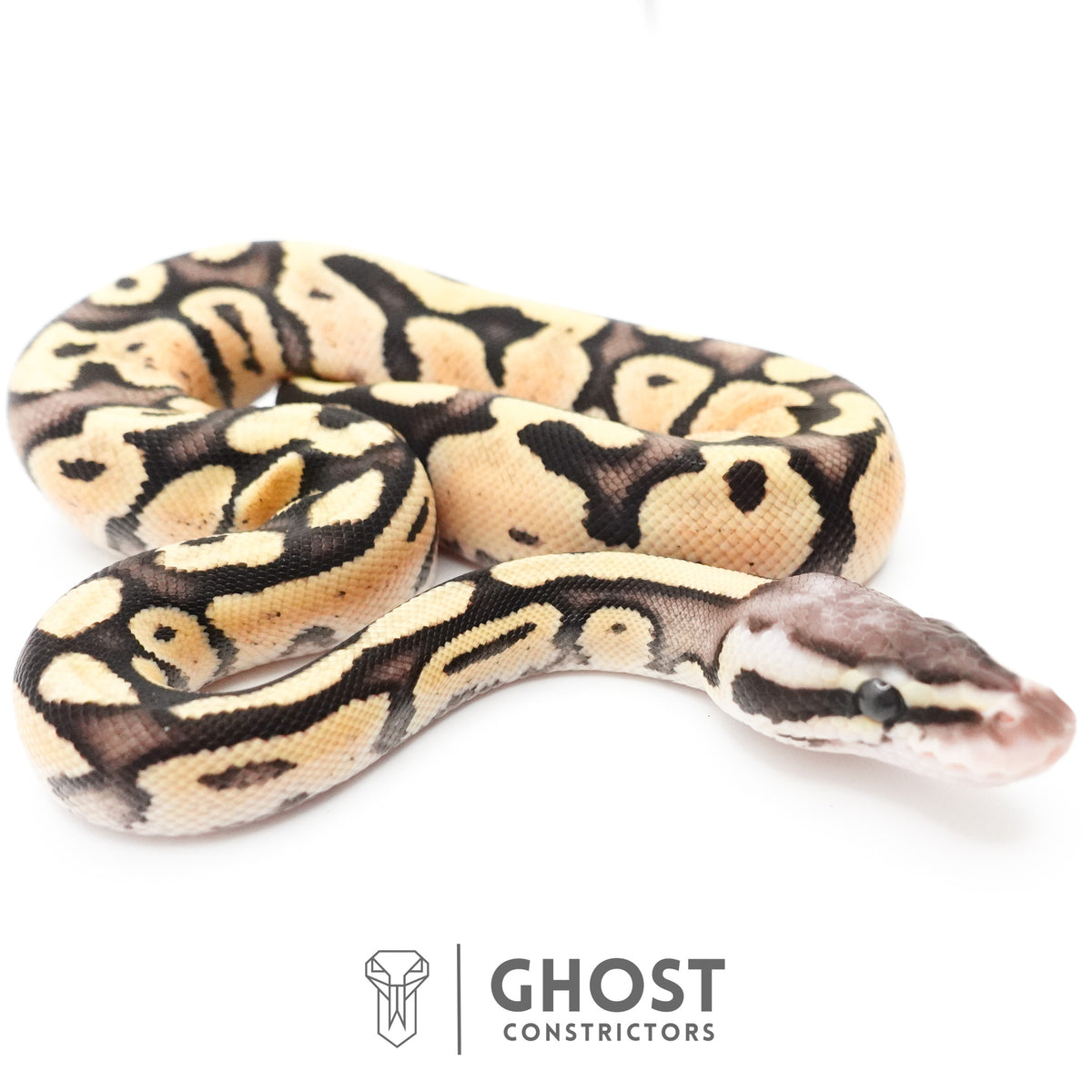 Pastel Fire 50% Het Clown Ball Python — Male, 2026 hatch, captive-bred by Ghost Constrictors