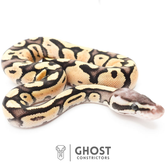 Pastel Fire 50% Het Clown Ball Python — Male, 2026 hatch, captive-bred by Ghost Constrictors