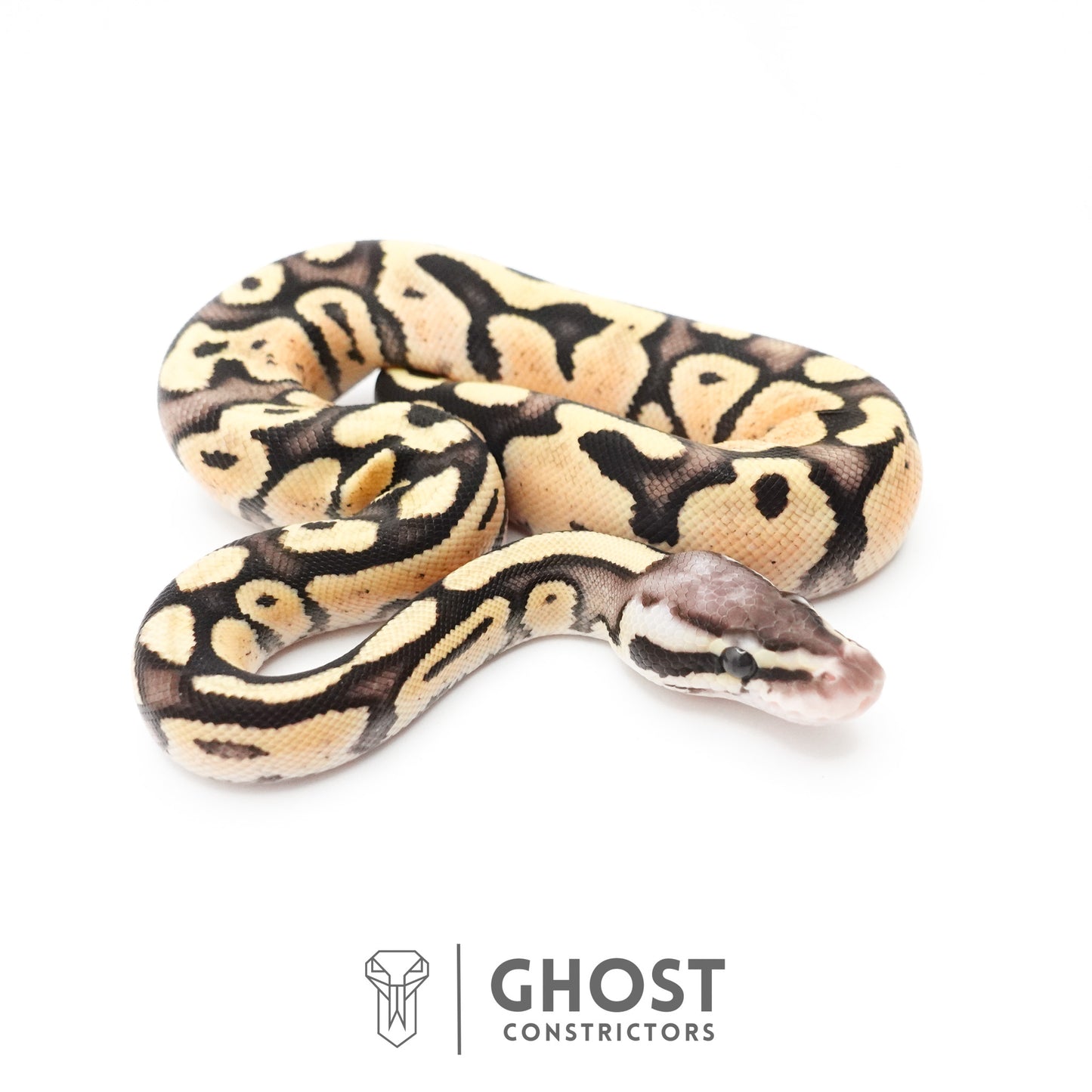 Pastel Fire 50% Het Clown Ball Python