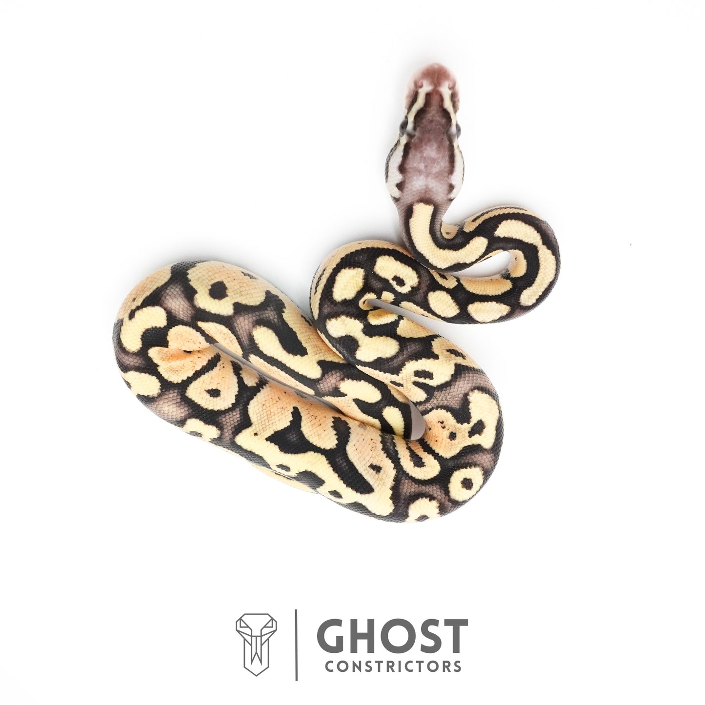 Pastel Fire 50% Het Clown Ball Python