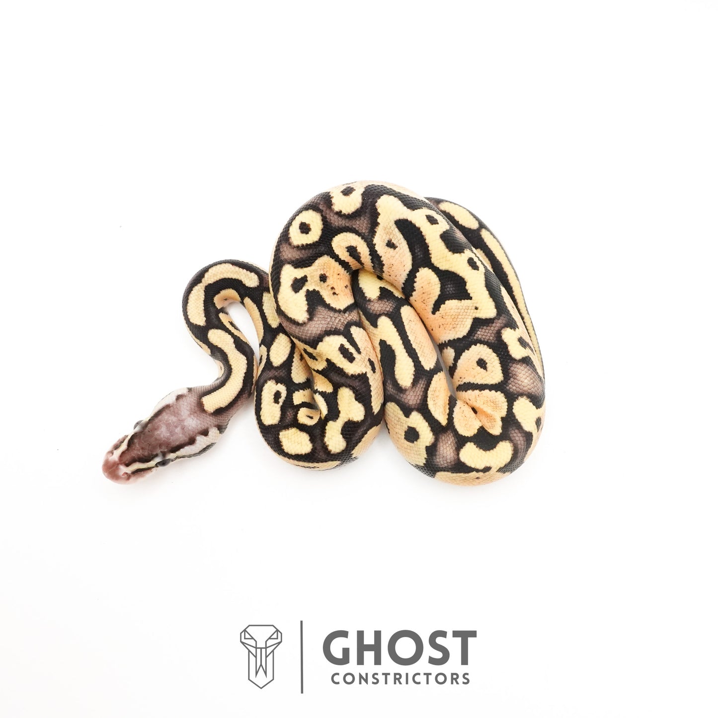 Pastel Fire 50% Het Clown Ball Python
