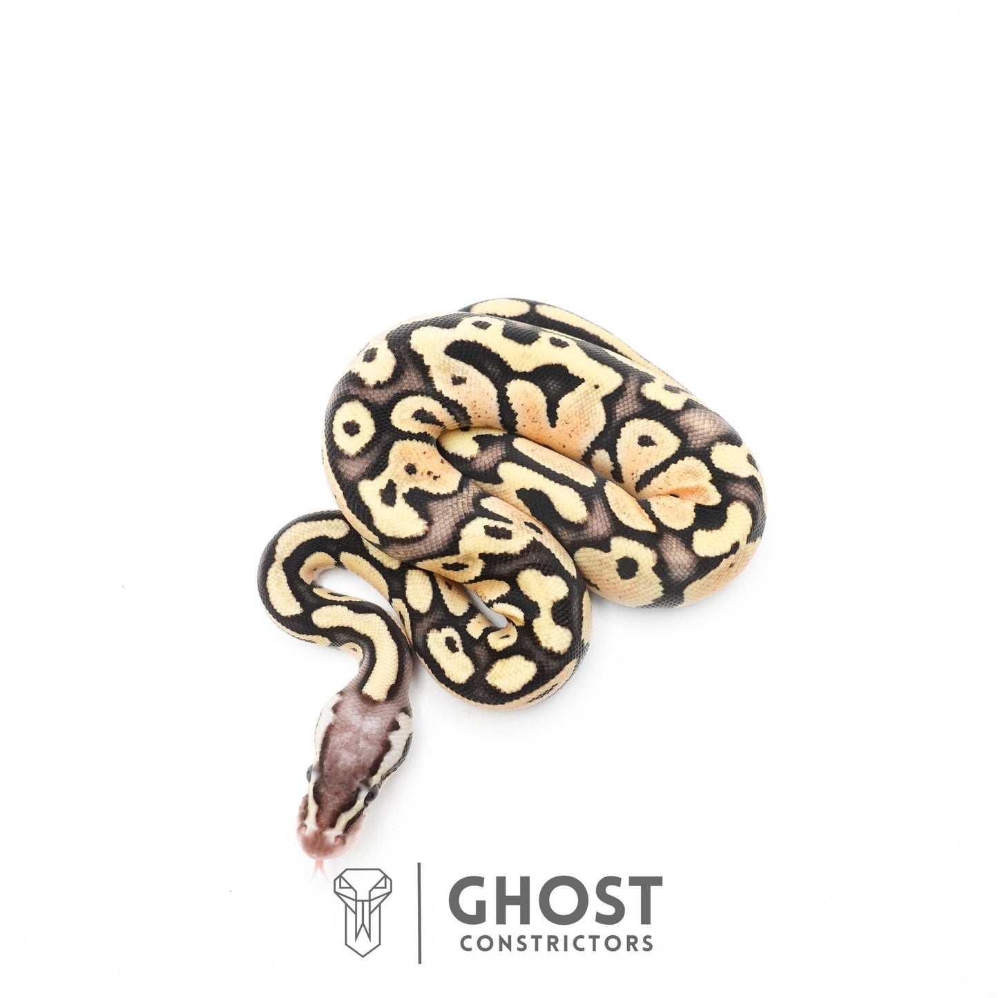 Pastel Fire 50% Het Clown Ball Python