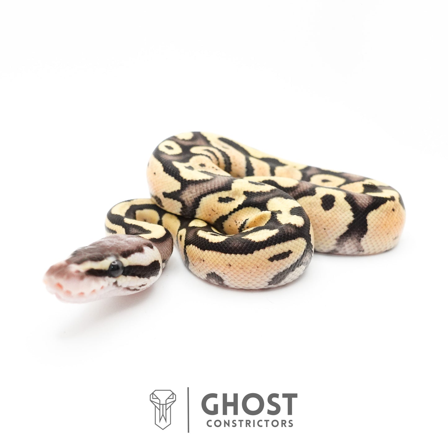 Pastel Fire 50% Het Clown Ball Python