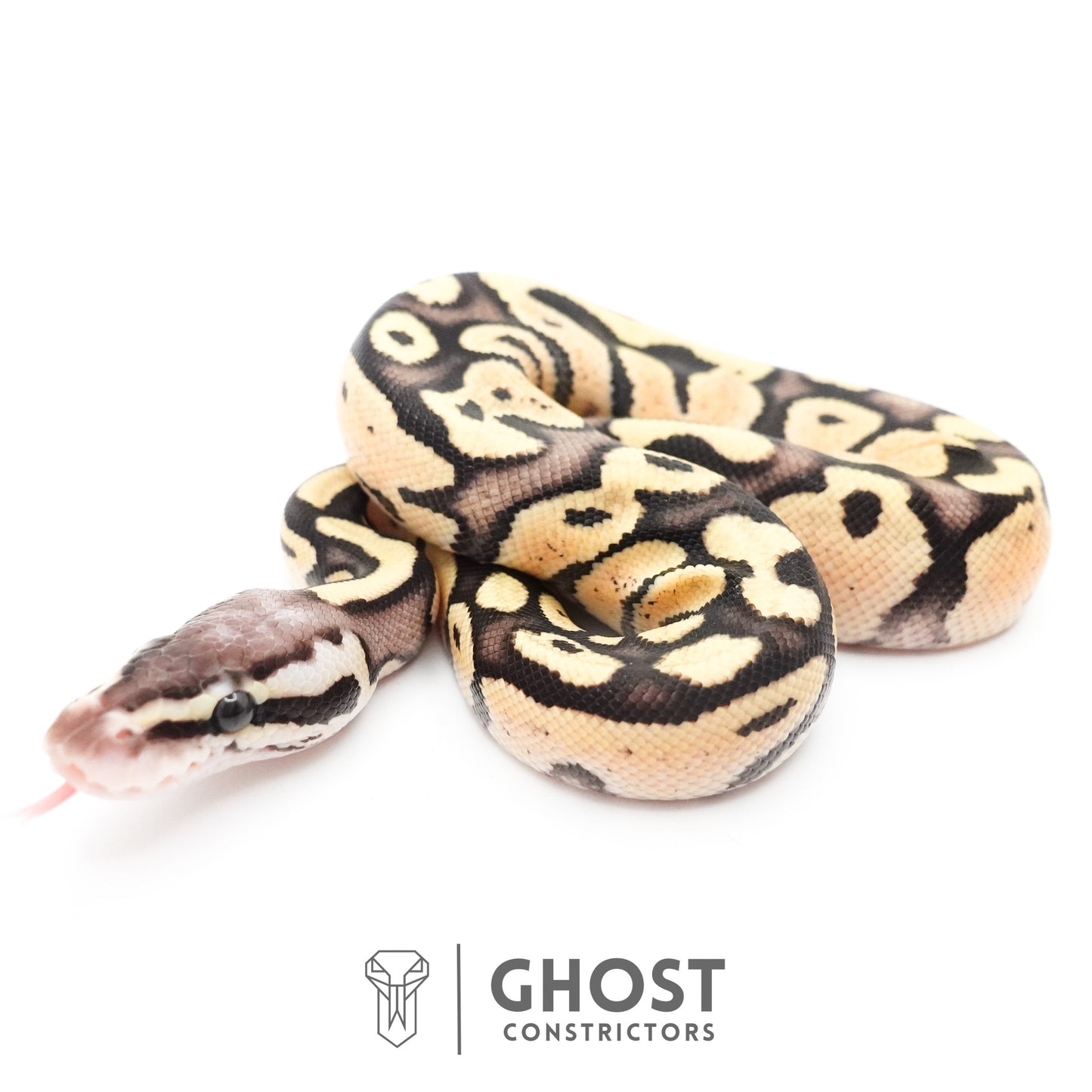 Pastel Fire 50% Het Clown Ball Python