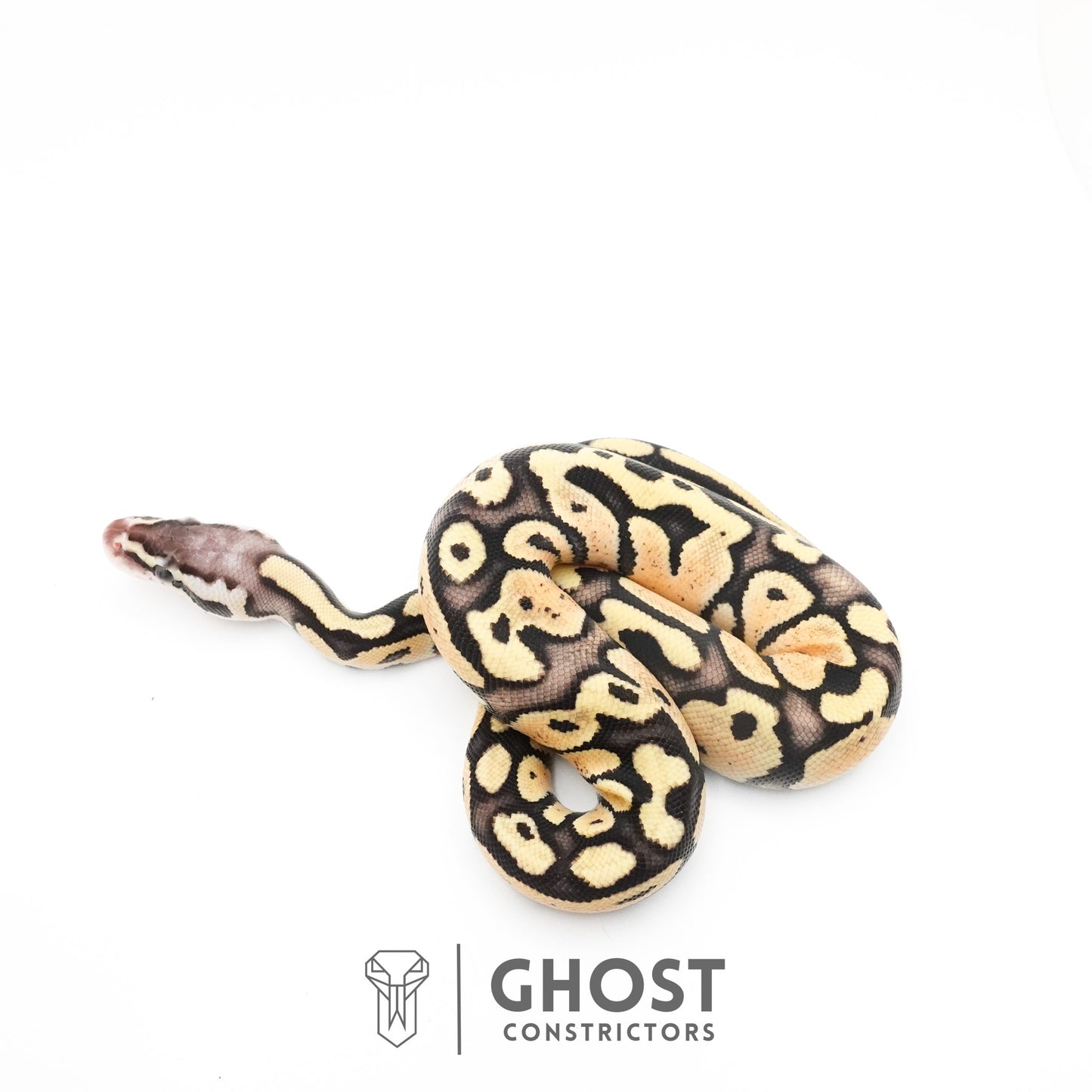Pastel Fire 50% Het Clown Ball Python