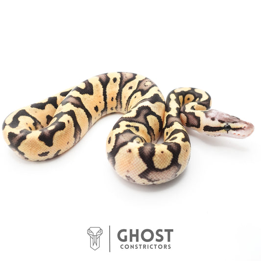 Pastel Fire 50% Het Clown Ball Python — Female, 2026 hatch, captive-bred by Ghost Constrictors