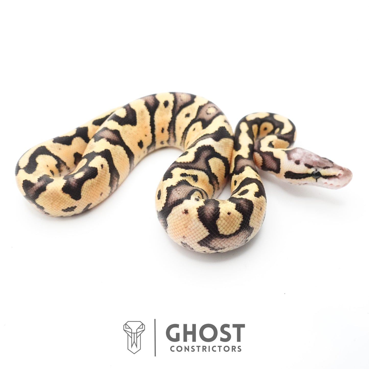 Pastel Fire 50% Het Clown Ball Python