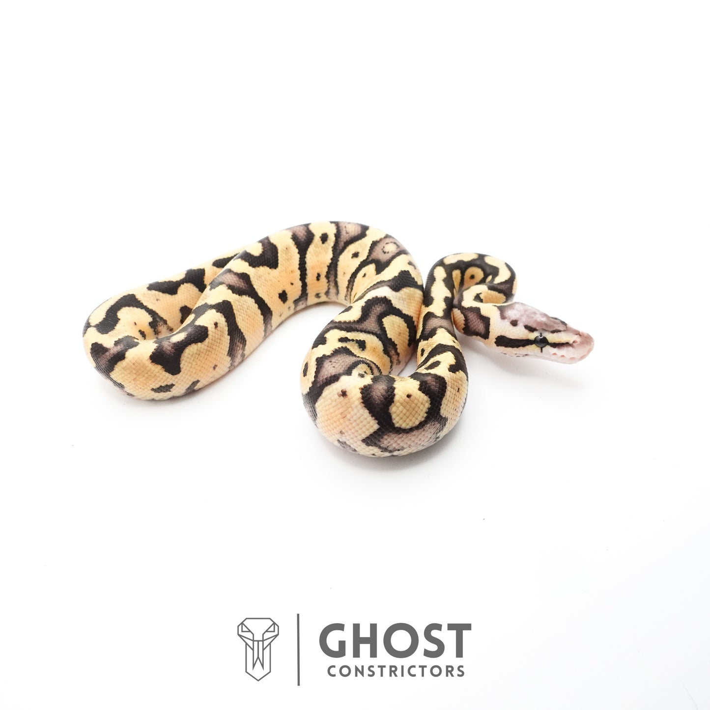Pastel Fire 50% Het Clown Ball Python
