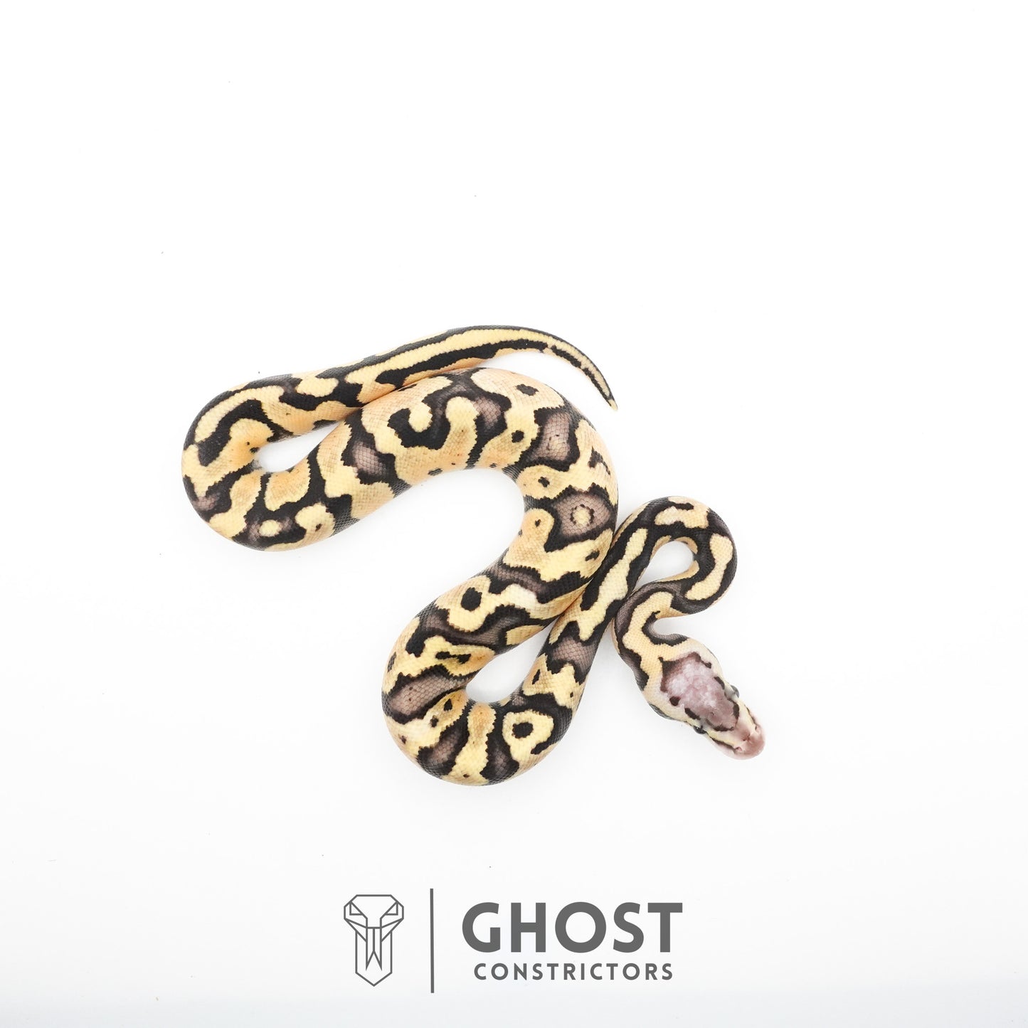 Pastel Fire 50% Het Clown Ball Python