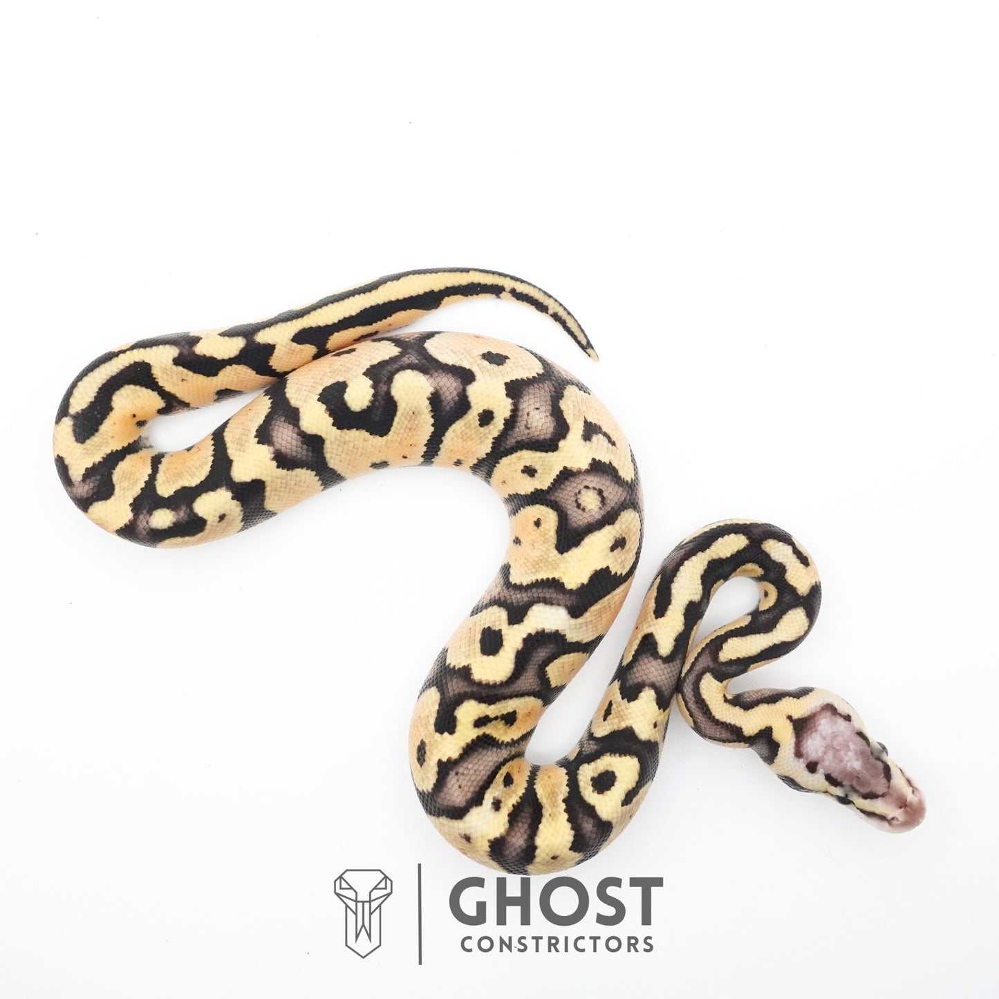 Pastel Fire 50% Het Clown Ball Python