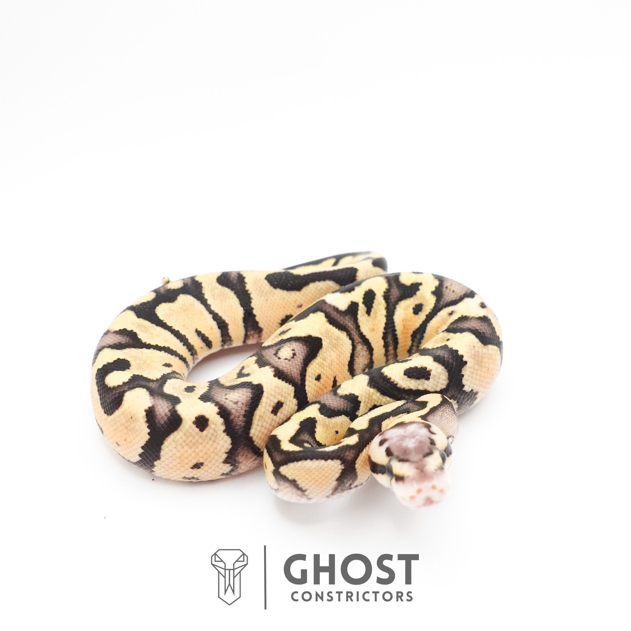 Pastel Fire 50% Het Clown Ball Python — Female, 2026 hatch, captive-bred by Ghost Constrictors