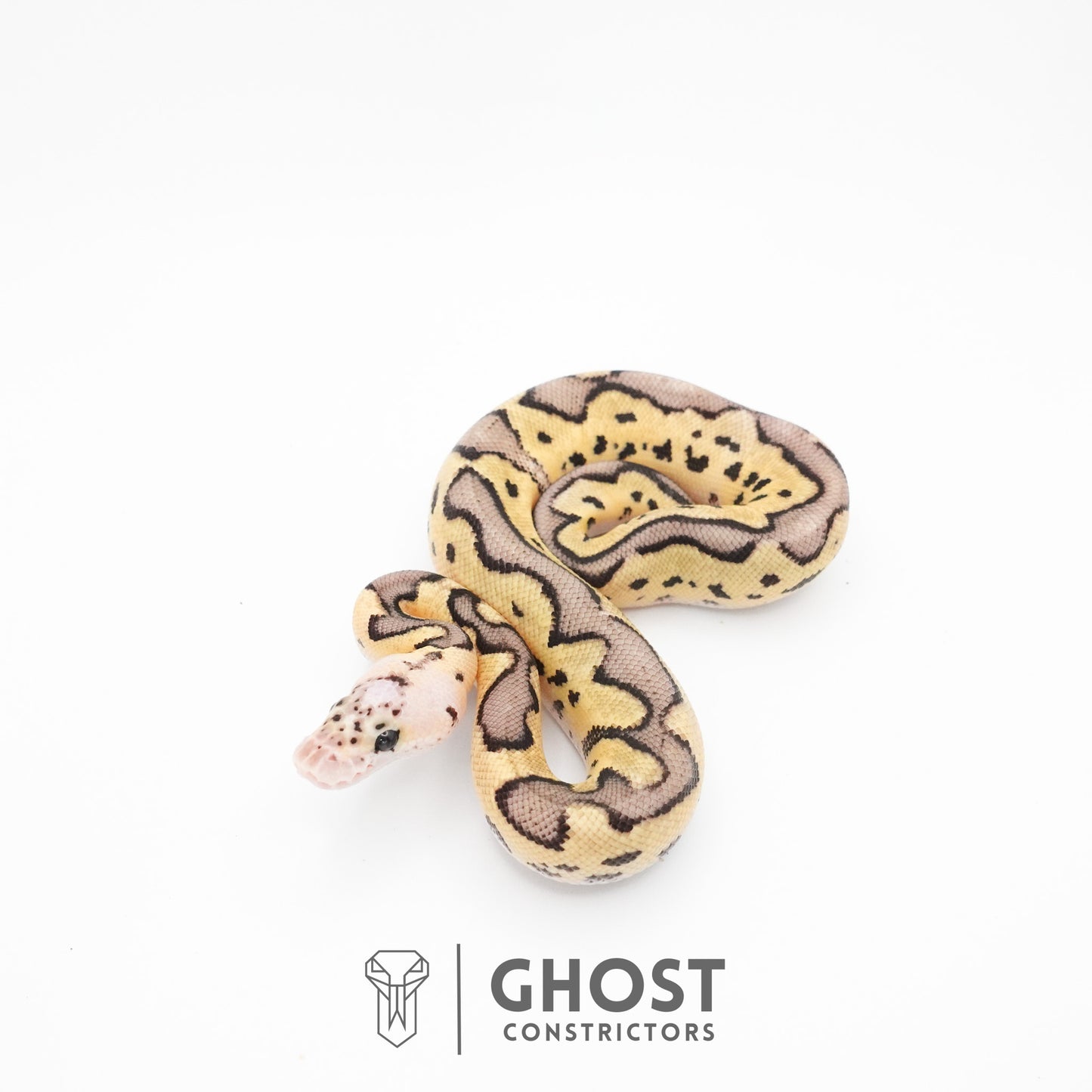 Pastel Fire Leopard Clown Ball Python
