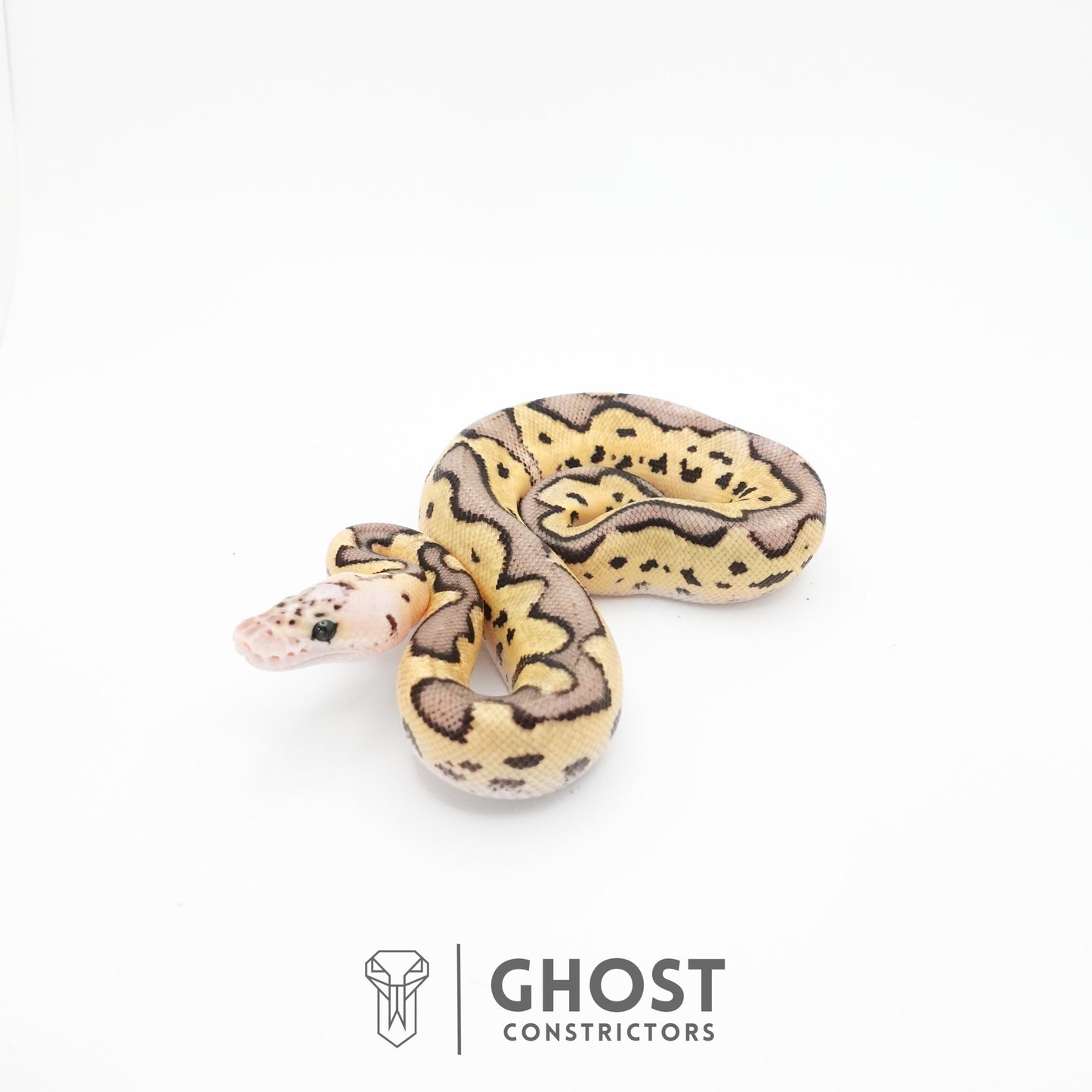 Pastel Fire Leopard Clown Ball Python