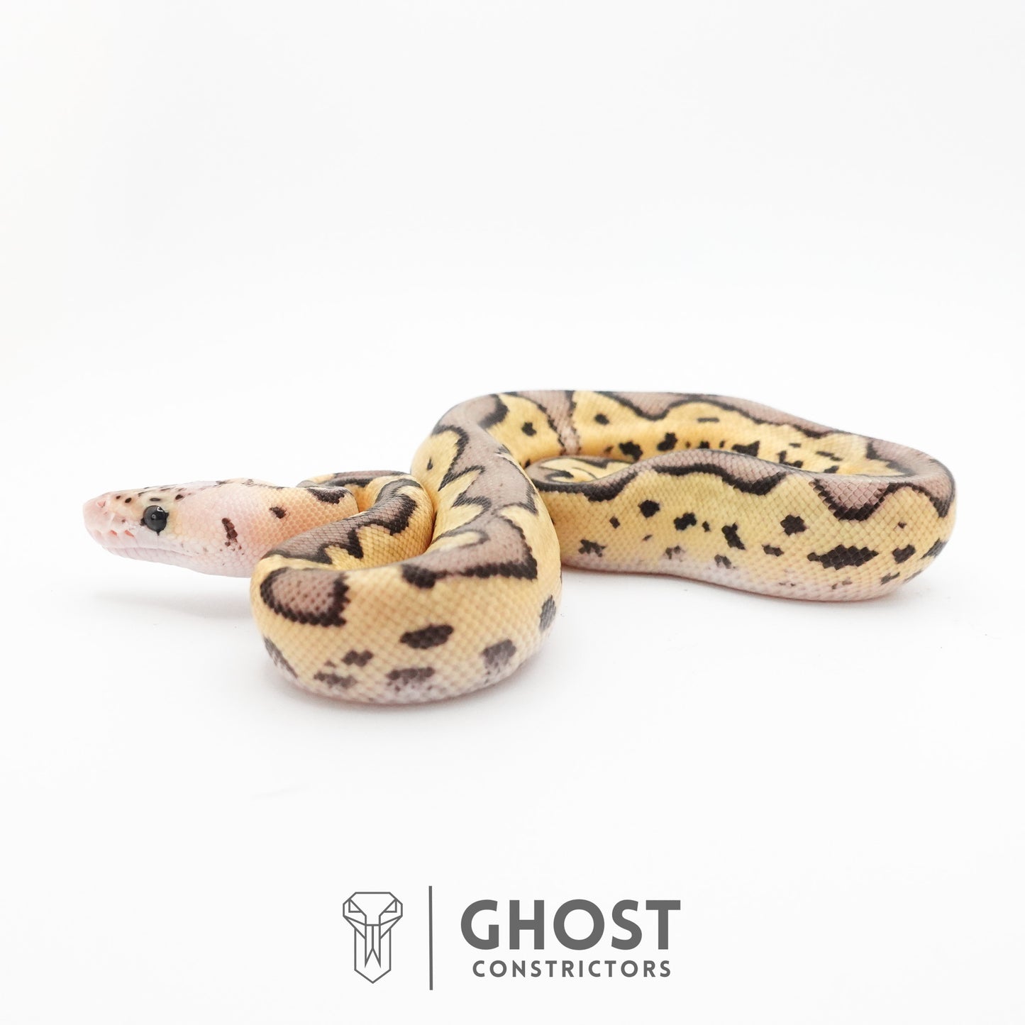 Pastel Fire Leopard Clown Ball Python